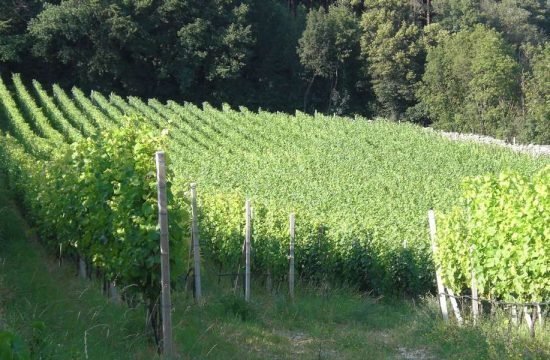 buschenschank-haidnerhof-brixen-suedtirol (27)