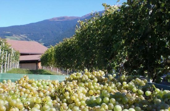 haidnerhof-brixen-suedtirol (16)